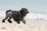 PETIT CHIEN LION 134